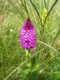 Anacamptis piramidalis